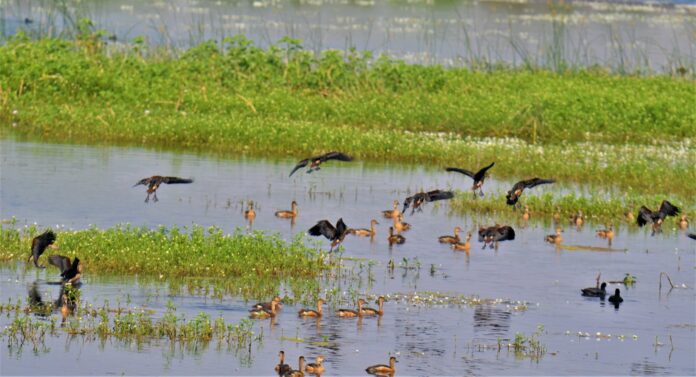 indore,-bhopal,-and-udaipur-nominated-for-international-wetland-city-accreditation