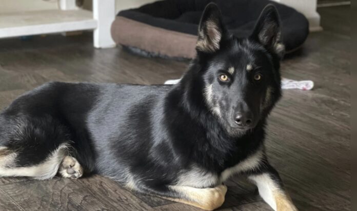 <b>missing-dog’s-heartwarming-return-brings-holiday-cheer-to-family</b>