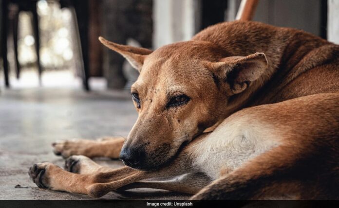###-morocco’s-controversial-move-to-cull-stray-dogs-before-2030-fifa-world-cup-sparks-global-outcry