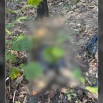 Major Victory Against Maoism: High-Profile Maoist Leader Killed in Chhattisgarh Encounter major-victory-against-maoism:-high-profile-maoist-leader-killed-in-chhattisgarh-encounter