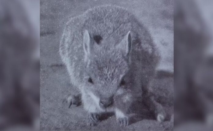 <b>hidden-hopes:-the-desert-rat-kangaroo-may-not-be-extinct-after-all</b>