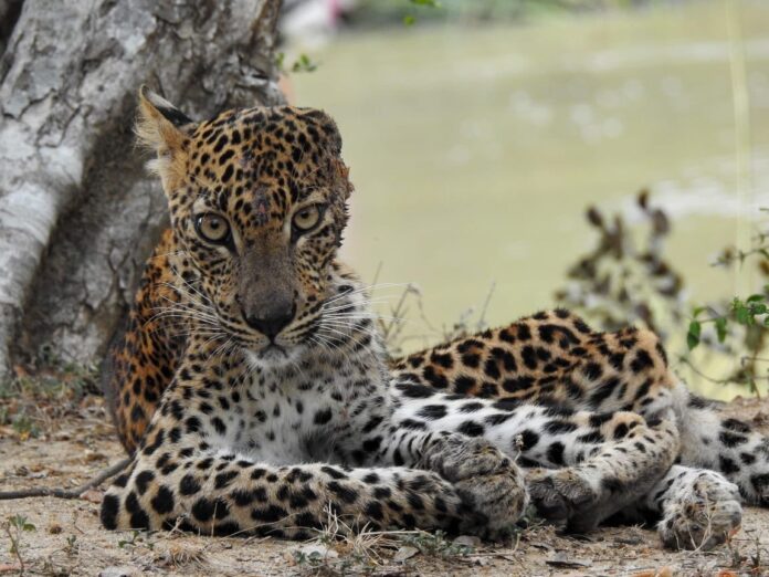 Outrage as Villagers Parade Sick Leopard on a Leash in Rajasthan